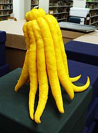 Finger citrus