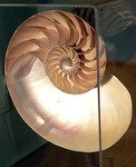 Pearly Nautilus